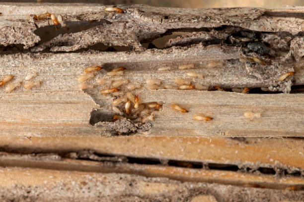 Best Termite Control Services  in Mitchell, IN